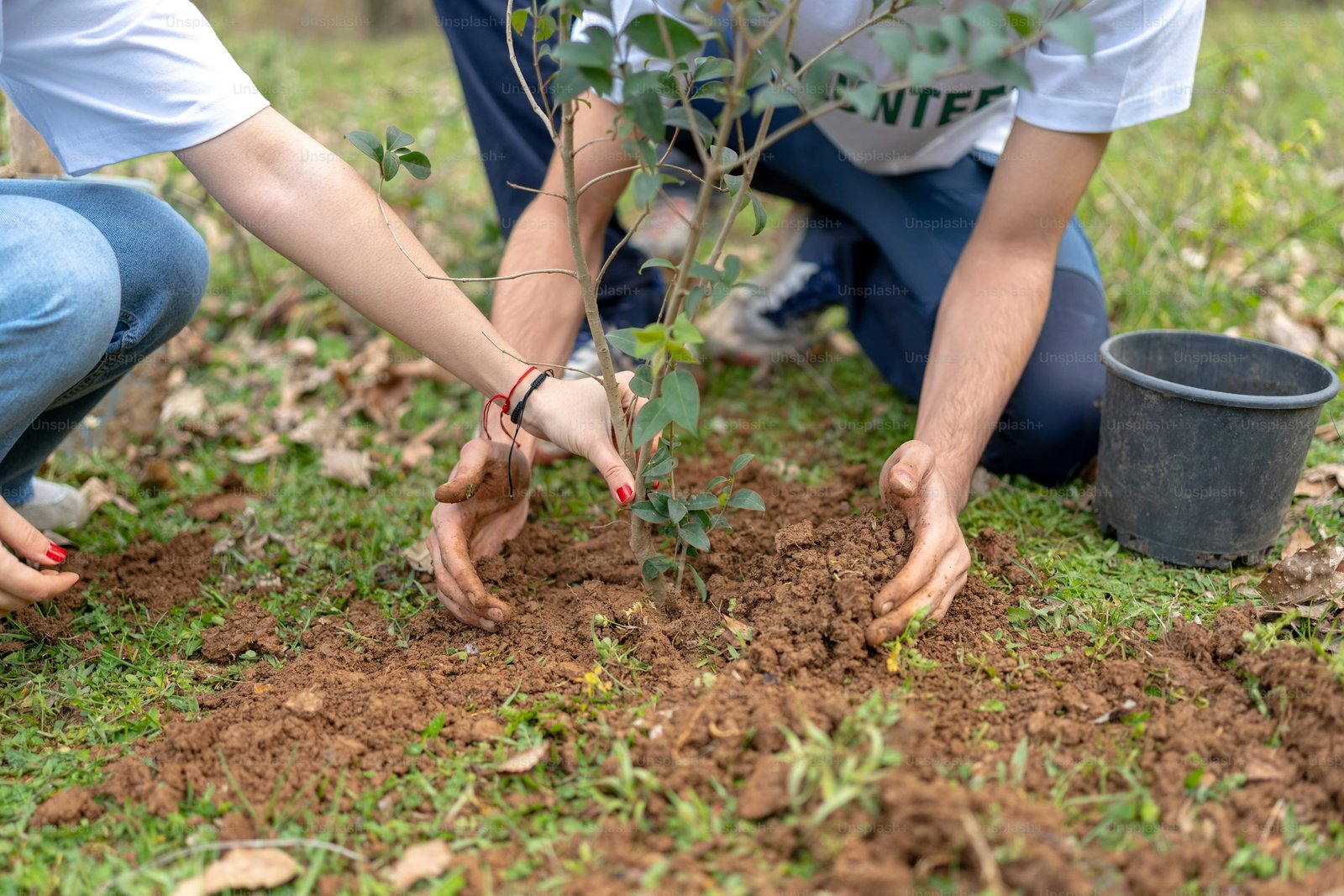 Native trees planted by Climatica Foundation for reforestation and carbon sequestration
